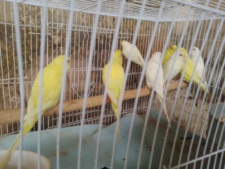 Budgies For Sale In Ibadan