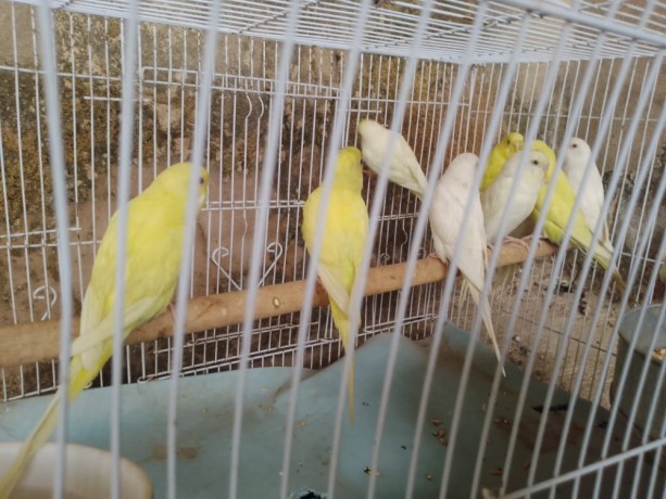 budgies-for-sale-in-ibadan-big-0