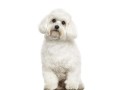 0-1-month-female-mixed-breed-maltese-small-1