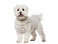 0-1-month-female-mixed-breed-maltese-small-0