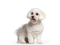 0-1-month-female-mixed-breed-maltese-small-2