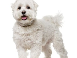 0-1 month Female Mixed Breed Maltese