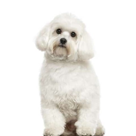 0-1-month-female-mixed-breed-maltese-big-1