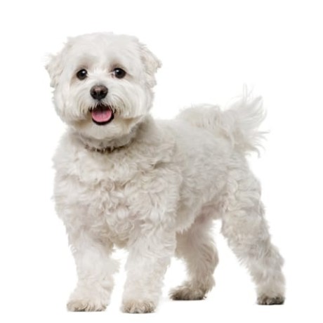0-1-month-female-mixed-breed-maltese-big-0