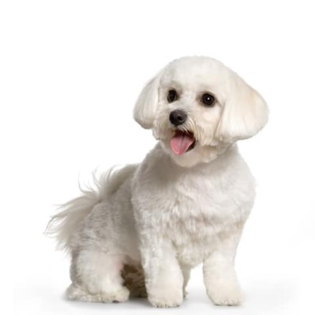 0-1-month-female-mixed-breed-maltese-big-2