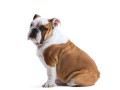 1-year-english-bulldog-small-0