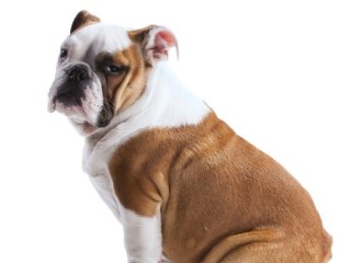 1 year English Bulldog