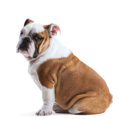 1-year-english-bulldog-big-0