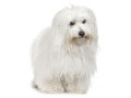 coton-de-tulear-small-0