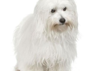 Coton de Tulear