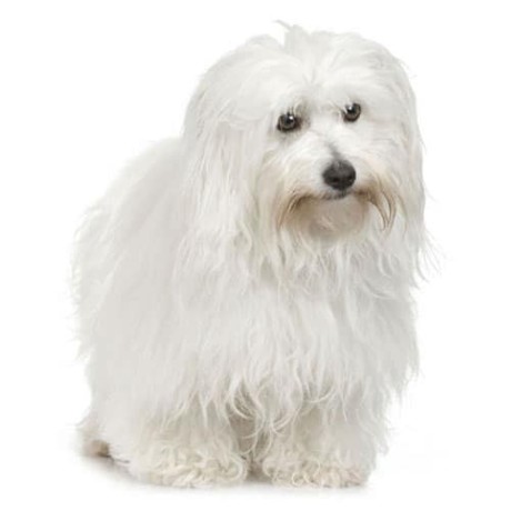 coton-de-tulear-big-0